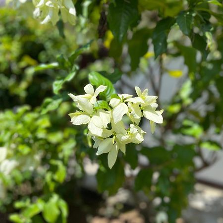Вилла Garden Haven Хиккадува Экстерьер фото